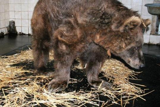 Lire la suite à propos de l’article ORNE. TECHNIBELT SOULAGE L’ARTHROSE DES VIEUX ANIMAUX AVEC DES MATELAS