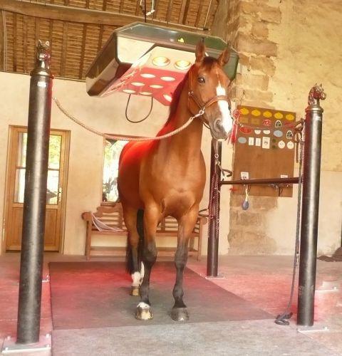 Stalle pour solarium