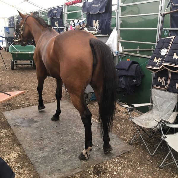 Tapis de préparation pour chevaux de saut d’obstacle